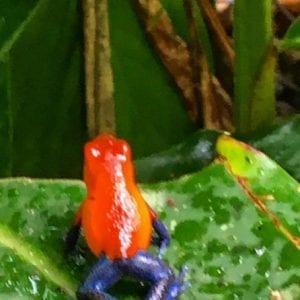 La Fortuna Waterfall | Hiking and Swimming in Costa Rica