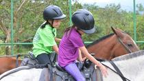 Arenal Wilberth Stable
