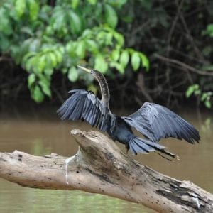 Caño Negro Wildlife Refuge Day Trip Arenal