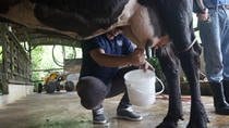 Costa Rica Campesino Farm Tour