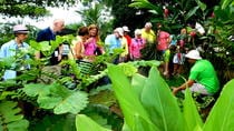 Costa Rican Farm Tour in La Fortuna