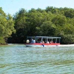 Damas Island Mangrove Discovery Tour by Boat Manuel Antonio