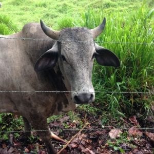 Extreme Arenal and Cerro Chato Volcano Hike in La Fortuna