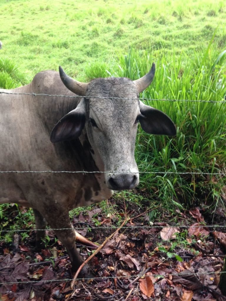 Extreme Arenal and Cerro Chato Volcano Hike in La Fortuna - Image 5