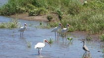 Full-Day Caño Negro Wildlife Refuge Boat Tour