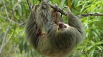 Manuel Antonio National Park Tour