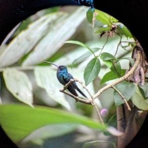 Manuel Antonio National Park Hiking Tour