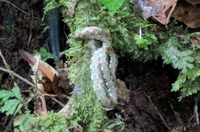 Manuel Antonio National Park Hiking Tour - Image 6