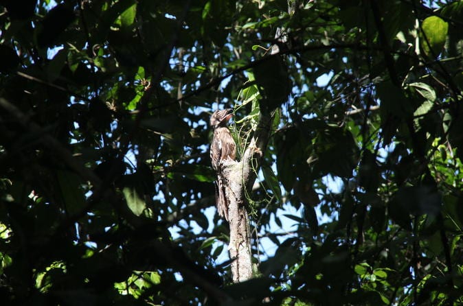 Manuel Antonio National Park Hiking Tour - Image 11