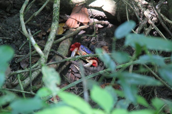 Manuel Antonio National Park Hiking Tour - Image 14