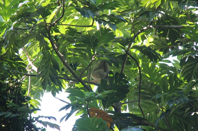 Manuel Antonio National Park Hiking Tour - Image 15