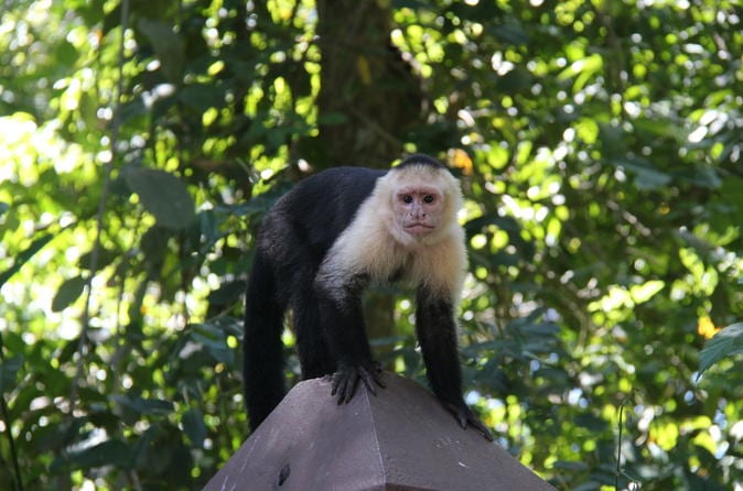 Manuel Antonio National Park Hiking Tour - Image 16