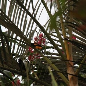 Bird Watching AMA