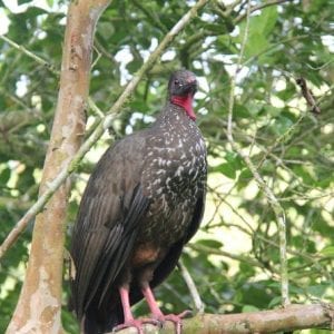 Bird Watching AMA