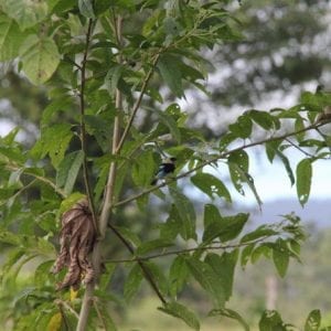 Bird Watching AMA