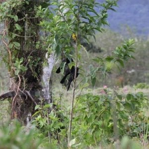 Bird Watching AMA
