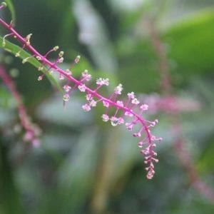 Extreme Arenal and Cerro Chato Volcano Hike in La Fortuna