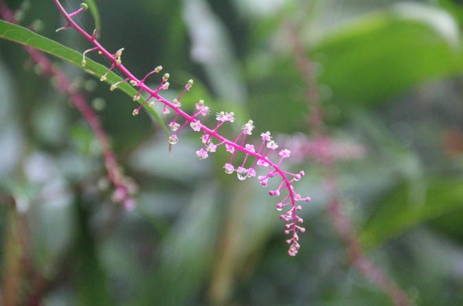 Extreme Arenal and Cerro Chato Volcano Hike in La Fortuna - Image 3
