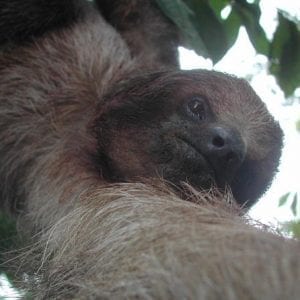 Slothies and Birds
