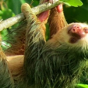 Guided Sloth Seeing Tour in La Fortuna