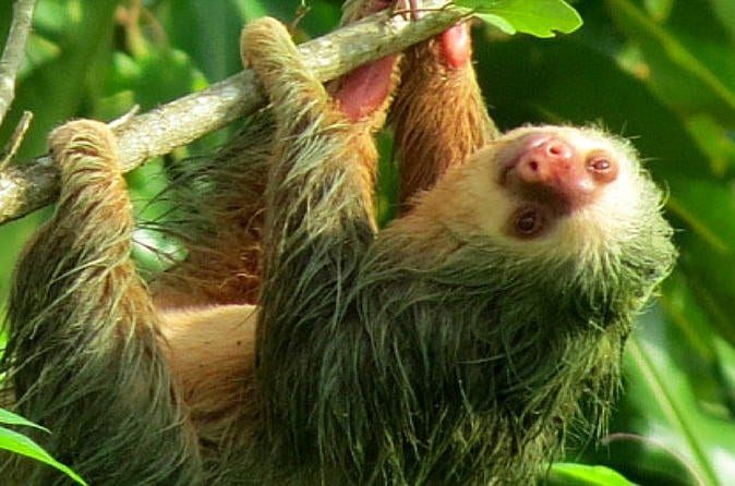 Guided Sloth Seeing Tour in La Fortuna