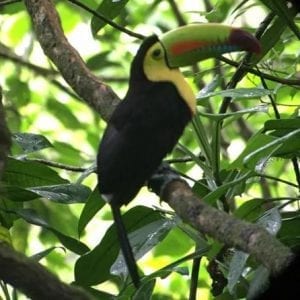 Combination Tour with Hanging Bridges Waterfall Volcano Hike and Hot Springs