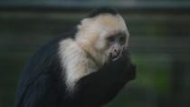 Volunteer Program and Tour at Wildlife Rescue Center in Costa Rica