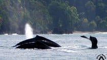 Whale and Dolphin Tour in Drake Bay