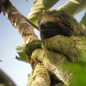3-In-1 Arenal Combo Tour: Hanging Bridges, La Fortuna Waterfall And Volcano Hi