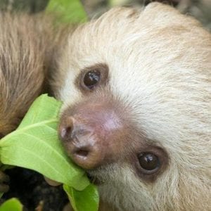 6-in-1 Combo Tour: Puerto Limón Highlights