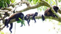 Afternoon Tour to Arenal Observatory Lodge and Natural Hot Springs River
