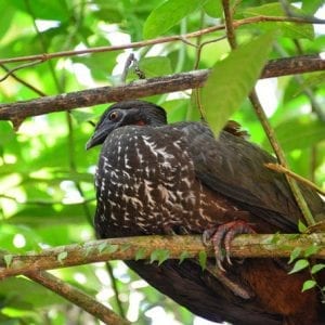 San José Tropical Rainforest Adventure Including Chocolate Tasting