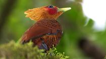 Bird-Watching San José