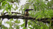 Birding San José