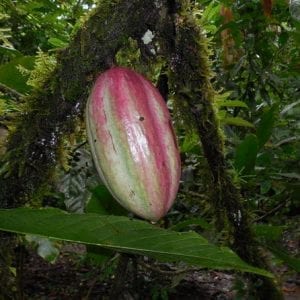 San José Tropical Rainforest Adventure Including Chocolate Tasting