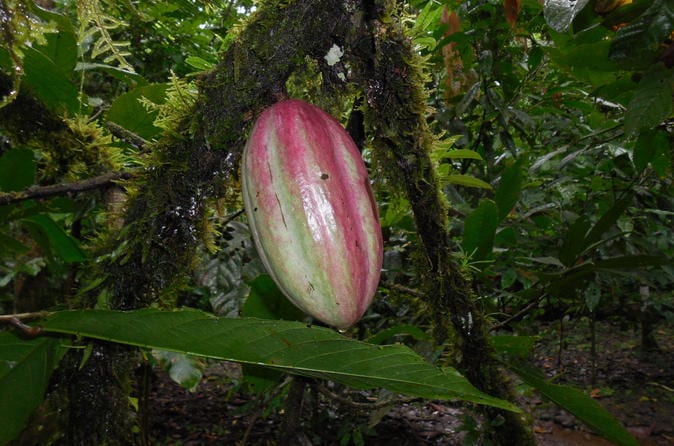 San José Tropical Rainforest Adventure Including Chocolate Tasting - Image 3