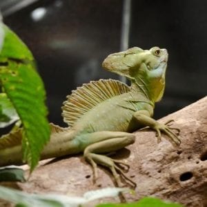 Canopy - Hanging Bridges - Insect Museum - Reptile and Amphibian Exhibition Mo