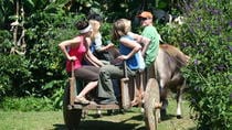 Coffee, Chocolate and Sugar Cane Tour in Monteverde - Image 6