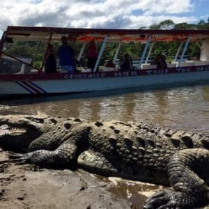 Crocodile Man Jacó