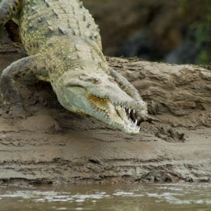 Crocodile River Cruise Jacó
