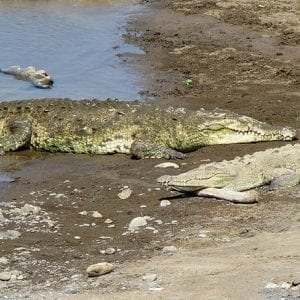 Crocodiles Safari Puntarenas