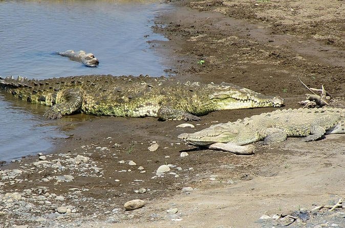 Crocodiles Safari Puntarenas