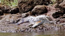 Crocodiles Safari Puntarenas