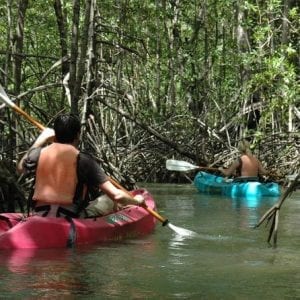 Damas Island Mangrove Kayaking Jac–