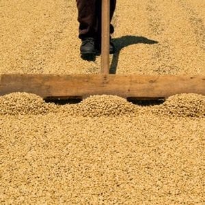 Doka Coffee Plantation, Grecia and Sarchi Oxcart Factory San José