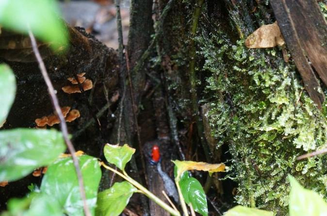 San José Tropical Rainforest Adventure Including Chocolate Tasting - Image 7