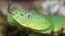 Full Day Monteverde San José Hanging Bridge and Reptile Amphibians Watching