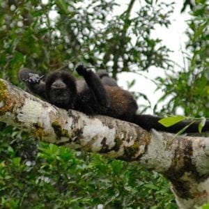 Full-Day Safari on the Sarapiqui River San José