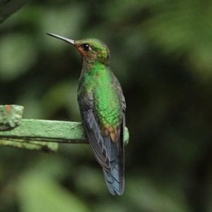 Full Monteverde Cloud Forest Experience with Zip lining and Lunch