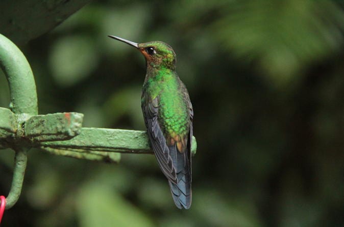 Full Monteverde Cloud Forest Experience with Zip lining and Lunch